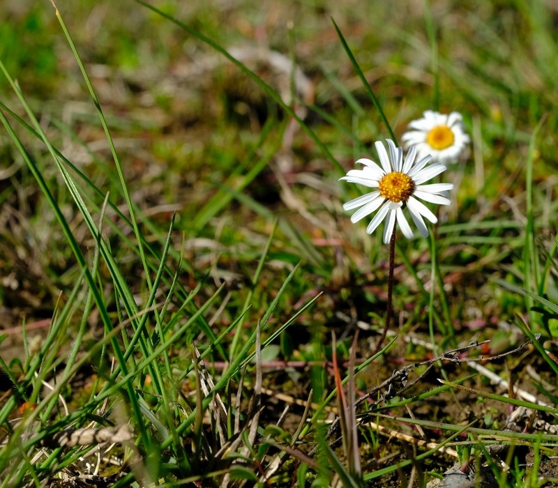Felicia nigrescens photo 2