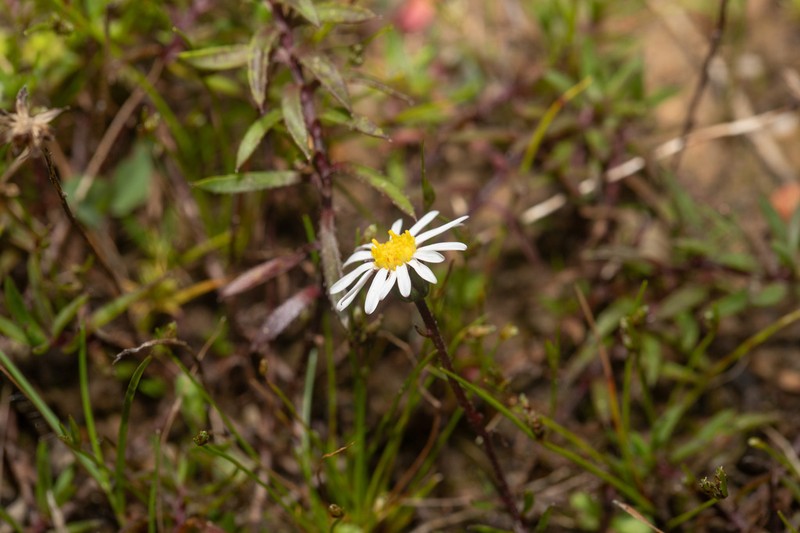 Felicia nigrescens photo 3