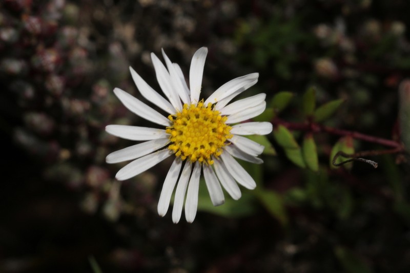 Felicia nigrescens photo 4