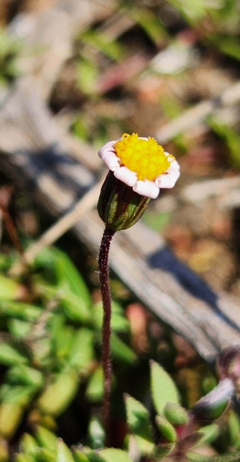 Felicia nigrescens photo 5