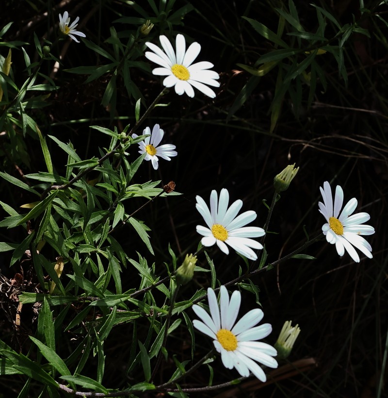 Felicia nigrescens photo 6