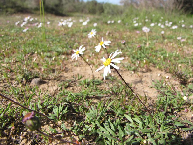 Felicia nigrescens photo 8