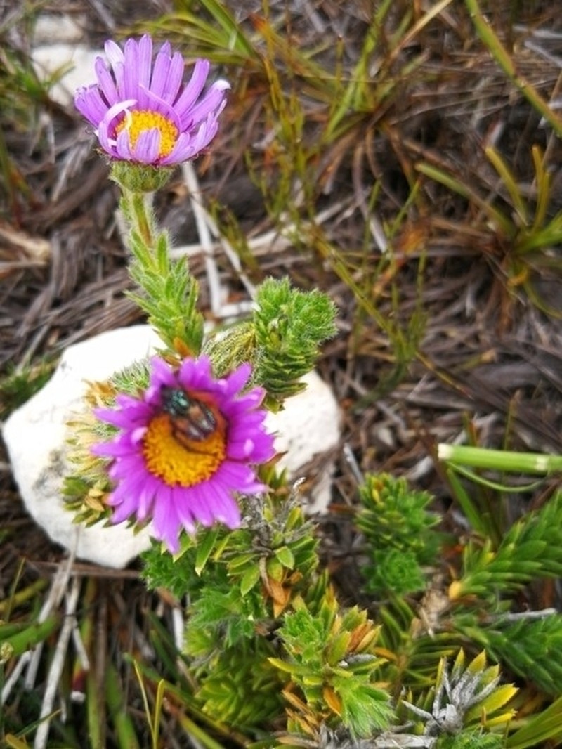 Felicia nordenstamii photo 2