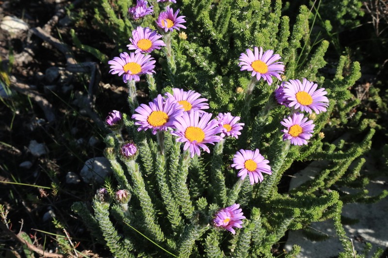Felicia nordenstamii photo 3