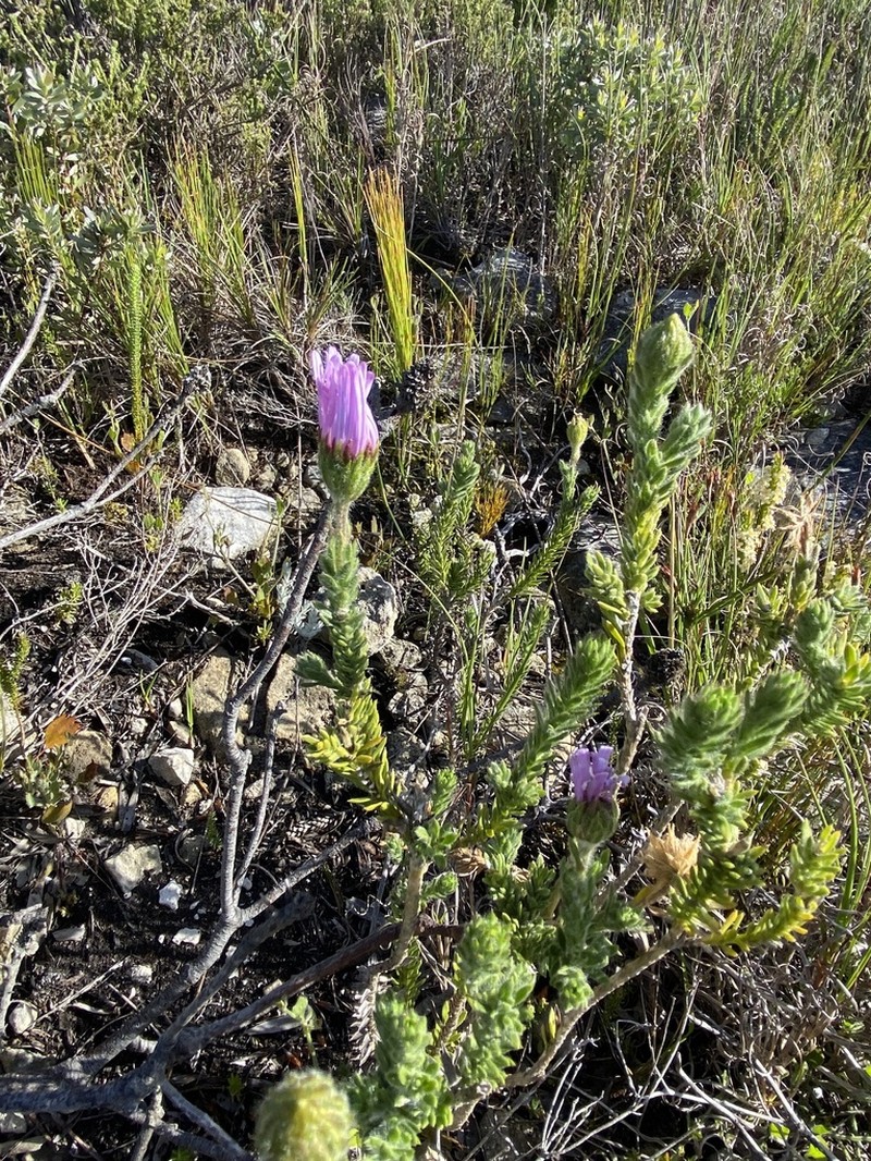 Felicia nordenstamii photo 5