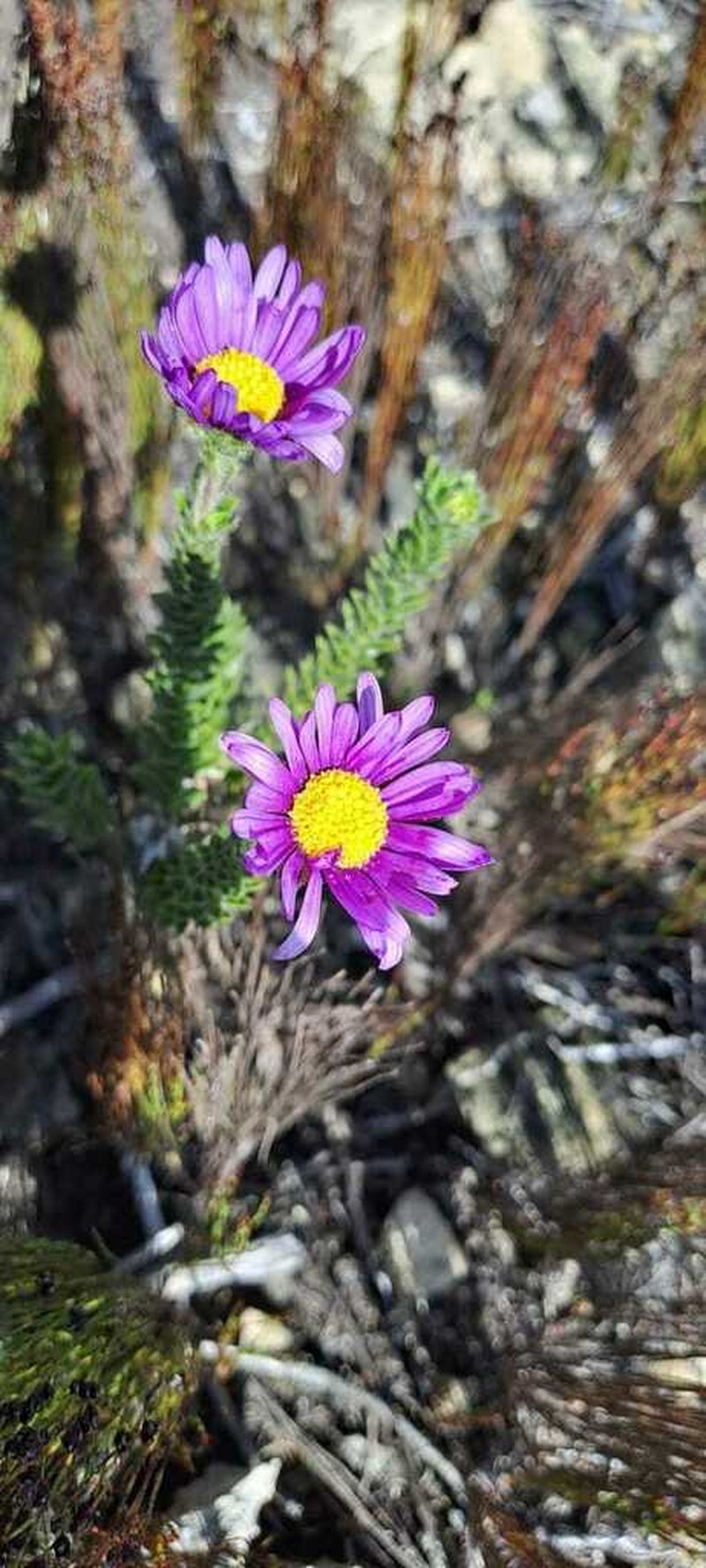 Felicia nordenstamii photo 6