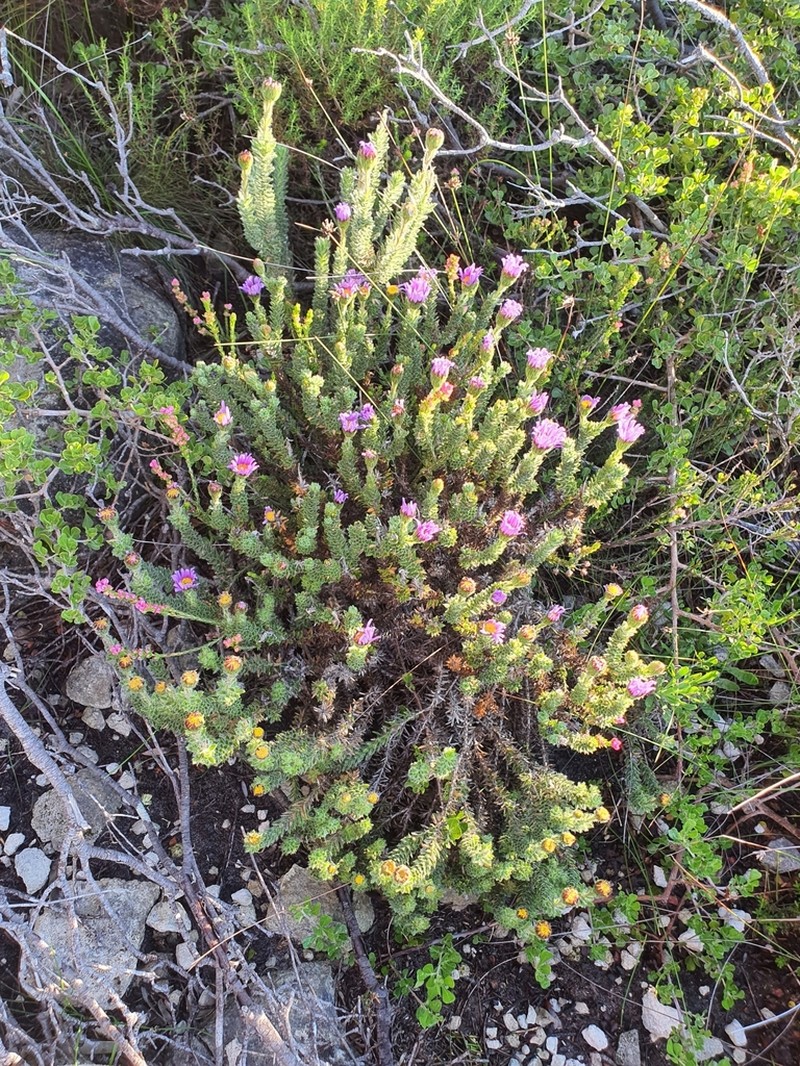 Felicia nordenstamii photo 7