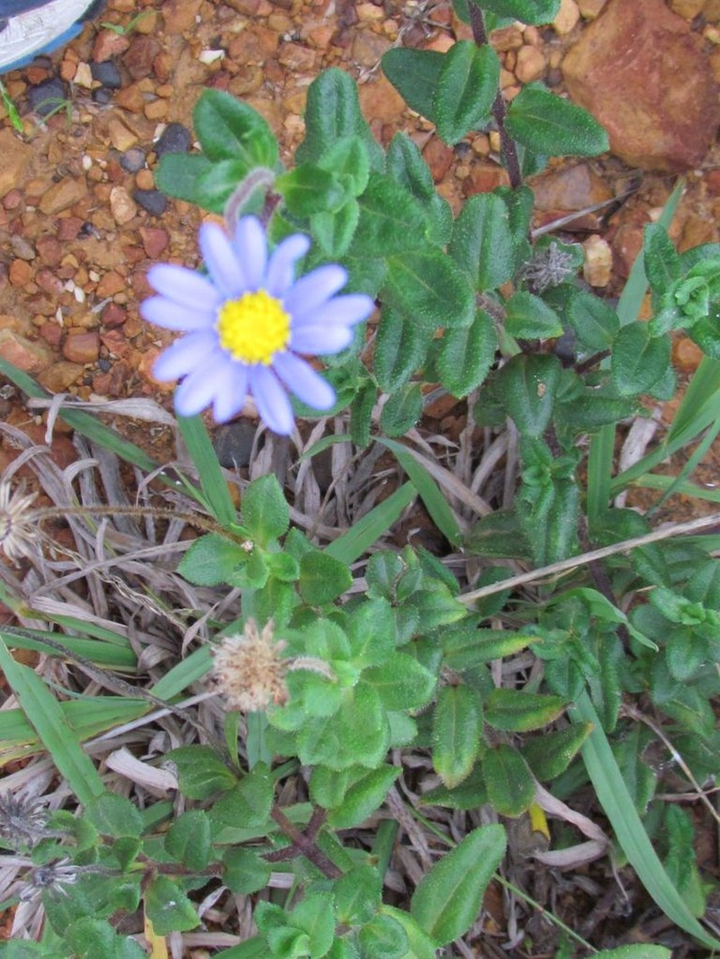 Felicia ovata