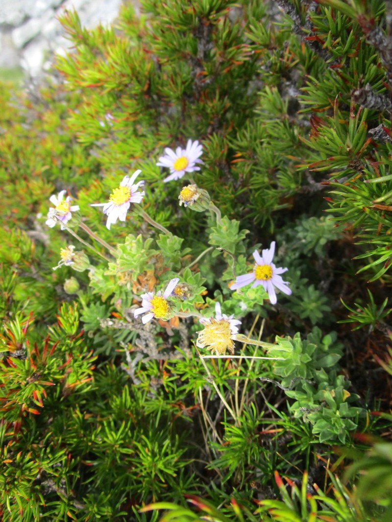 Felicia ovata photo 2