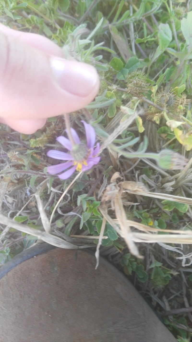 Felicia ovata photo 3
