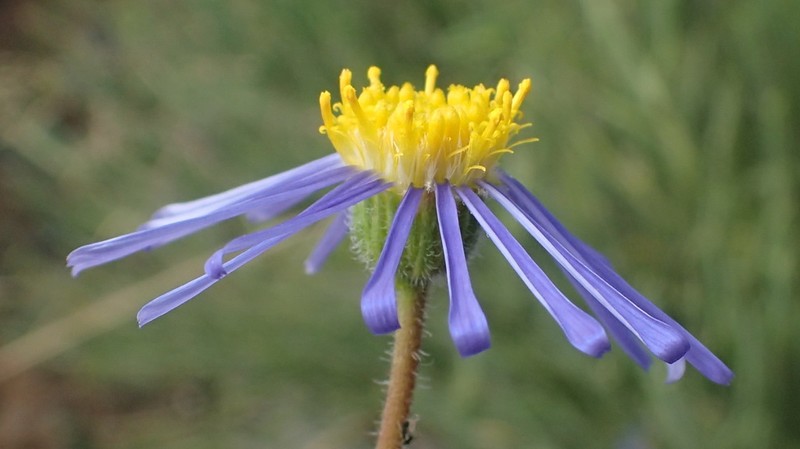 Felicia ovata photo 4