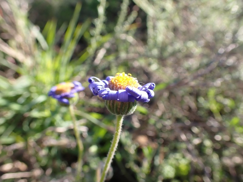 Felicia ovata photo 5