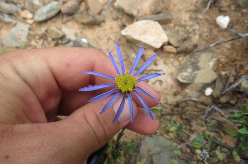 Felicia ovata photo 6