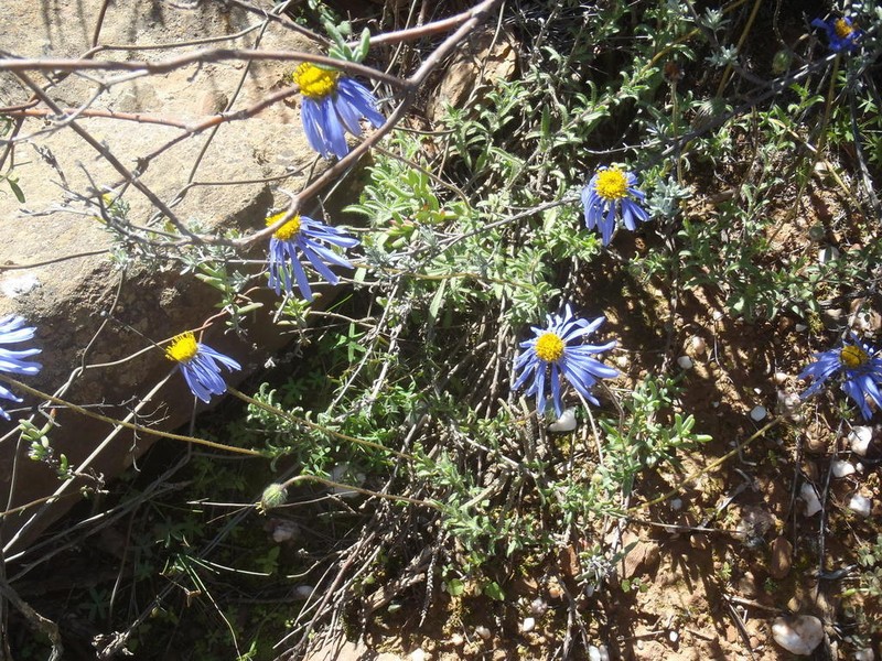 Felicia ovata photo 7