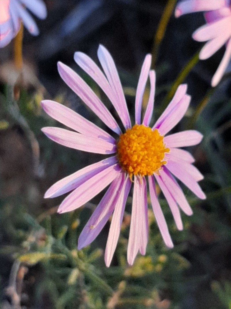 Felicia ovata photo 8