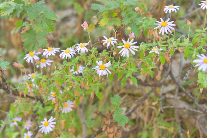 Felicia petiolata