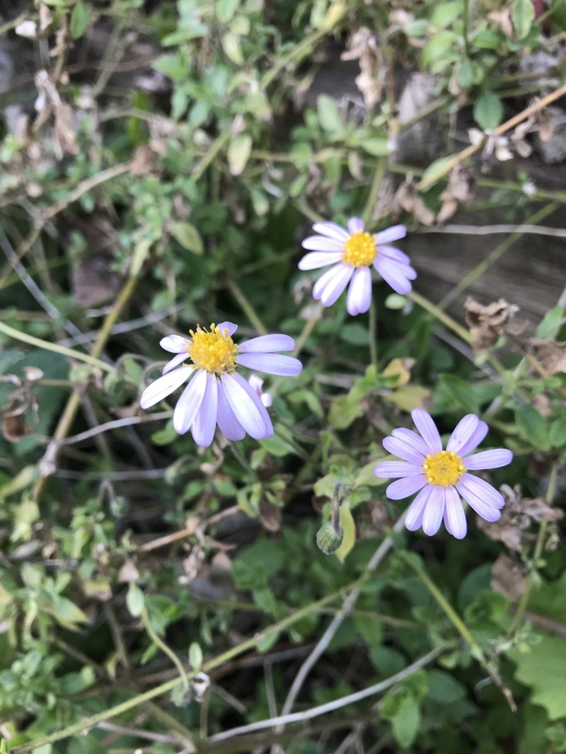 Felicia petiolata photo 2
