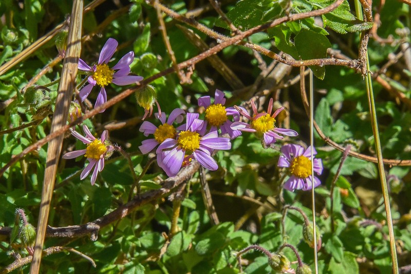 Felicia petiolata photo 3