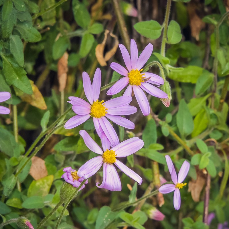 Felicia petiolata photo 5