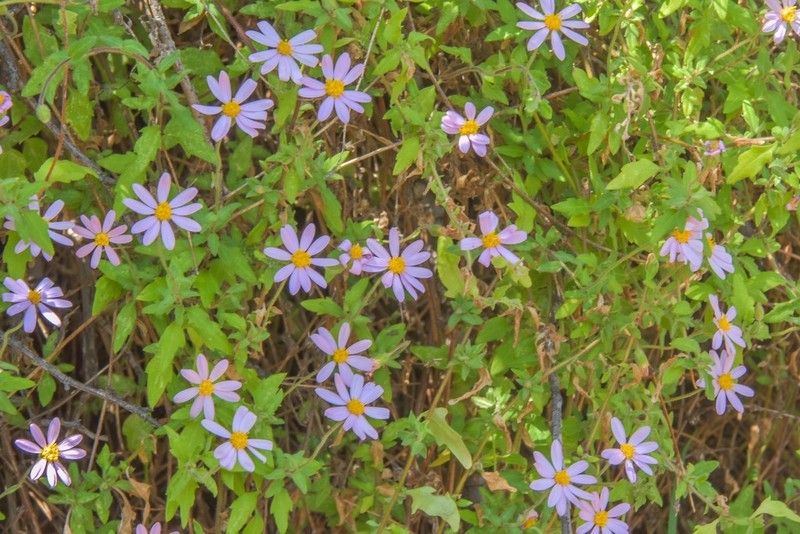 Felicia petiolata photo 6