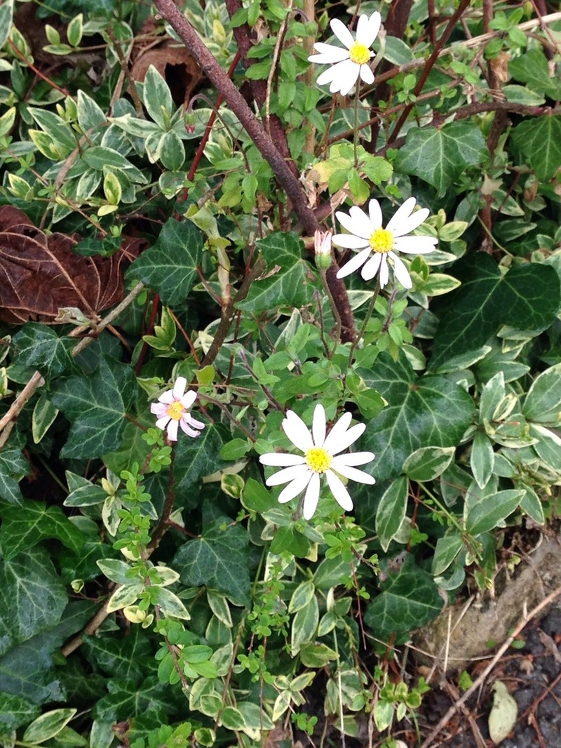 Felicia petiolata photo 8