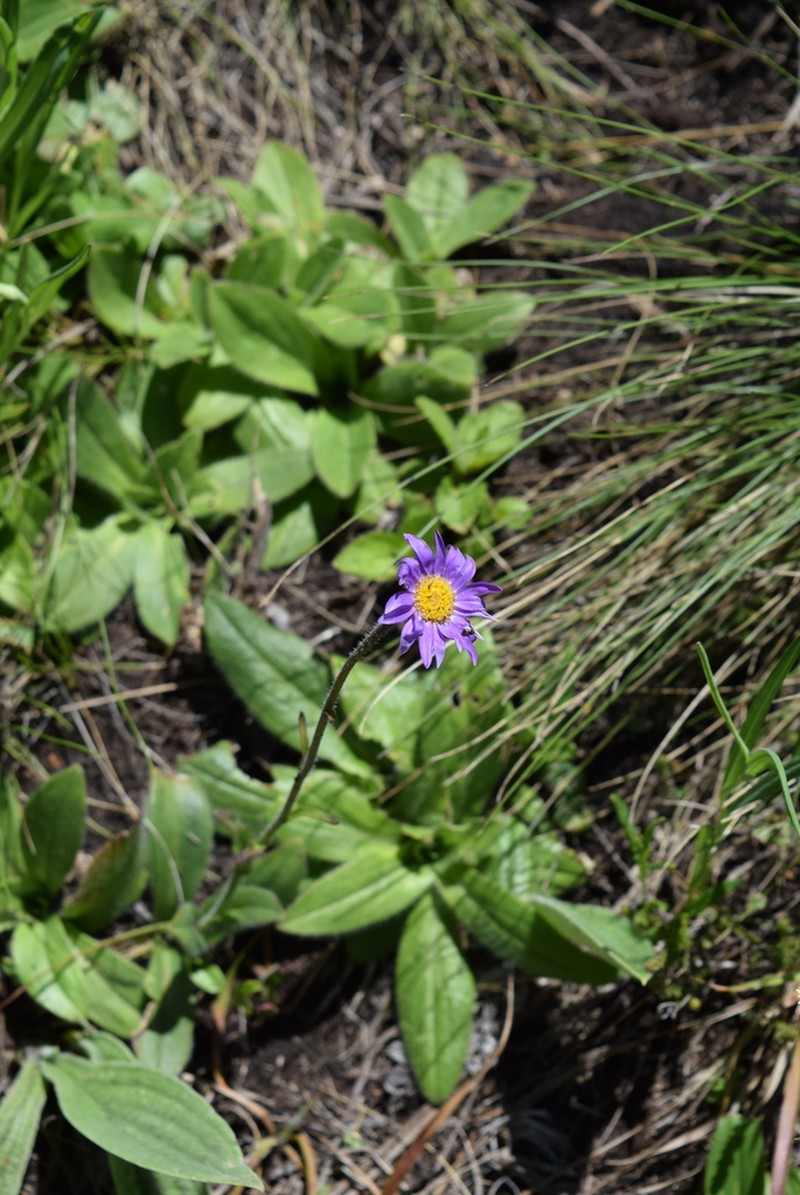 Felicia quinquenervia