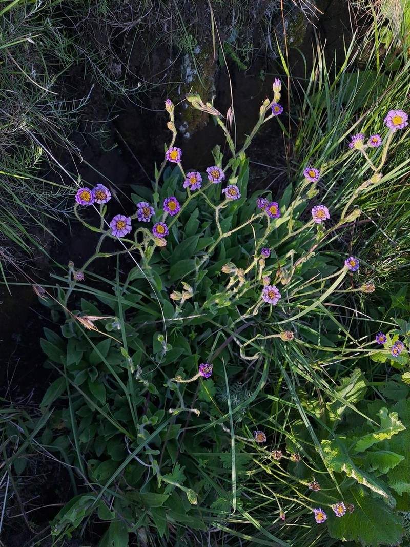 Felicia quinquenervia photo 2
