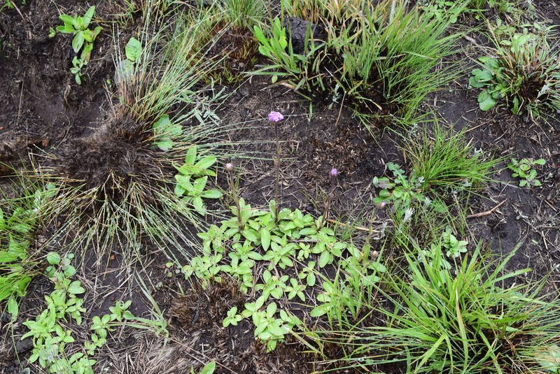 Felicia quinquenervia photo 3