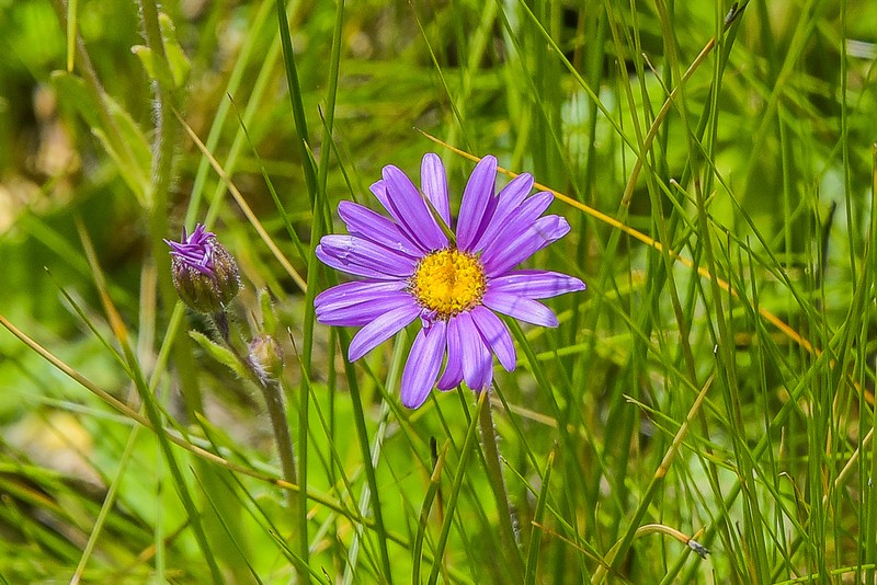 Felicia quinquenervia photo 6