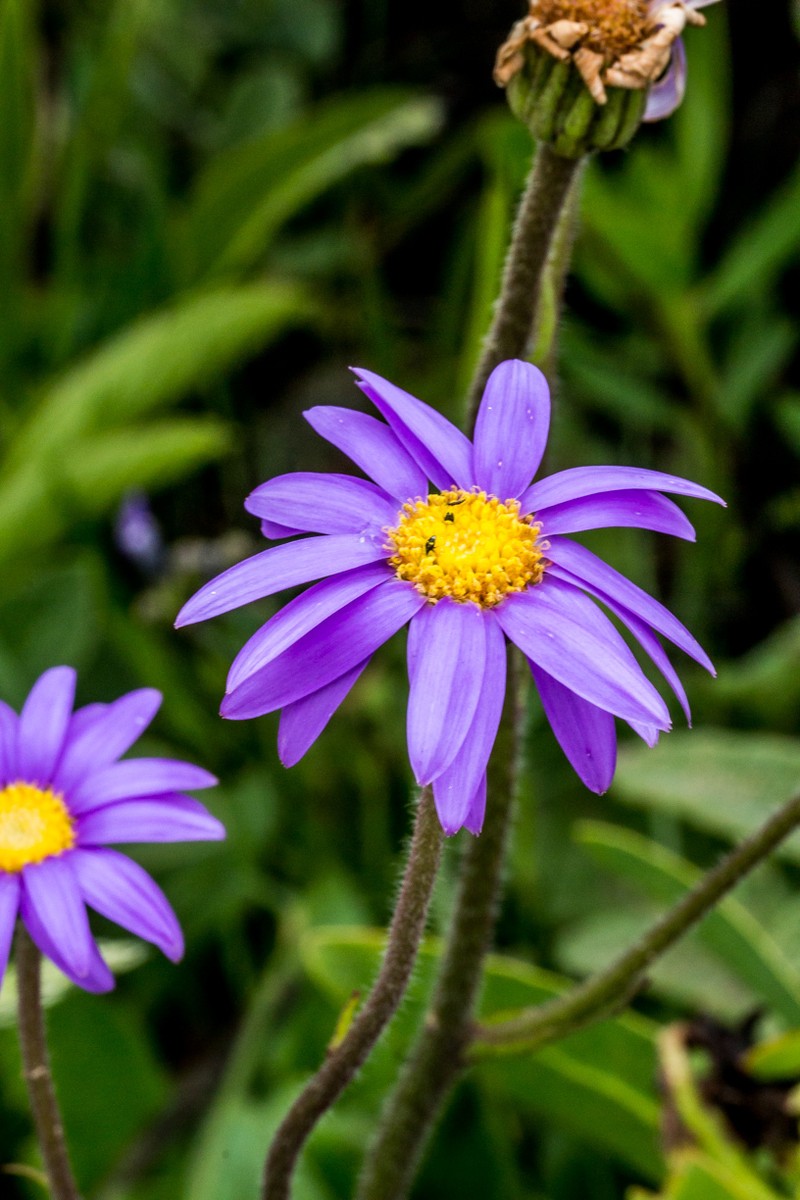 Felicia quinquenervia photo 7