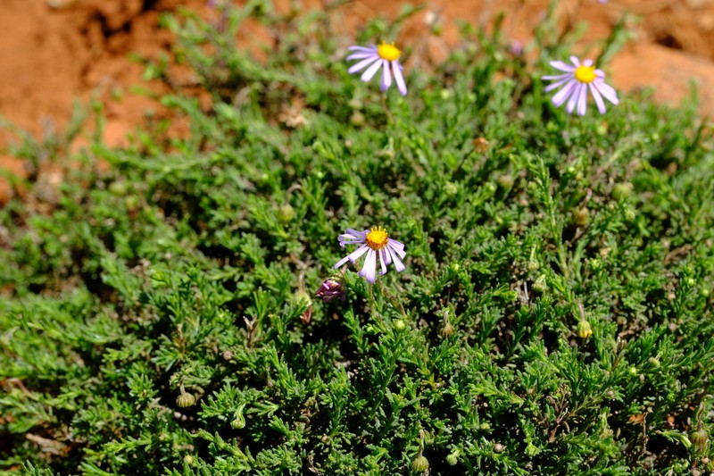 Felicia rogersii