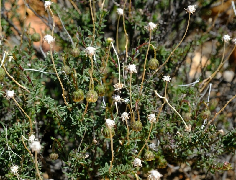 Felicia rogersii photo 2