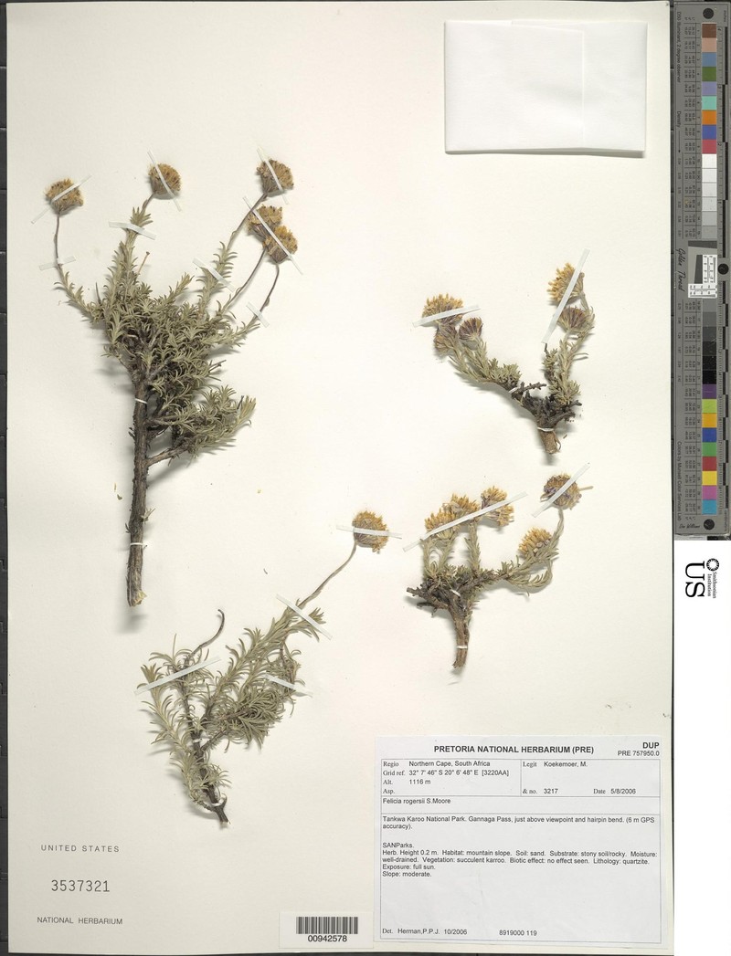 Felicia rogersii photo 3