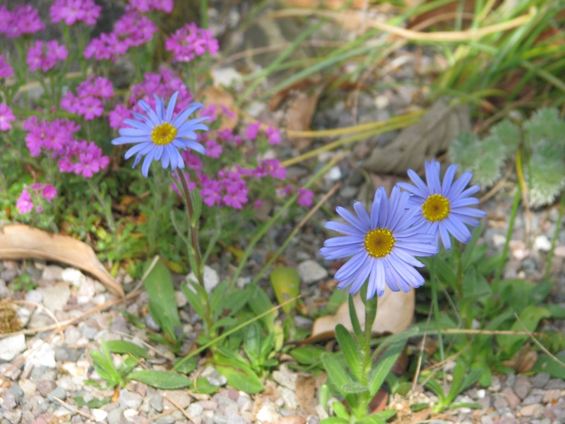 Felicia rosulata
