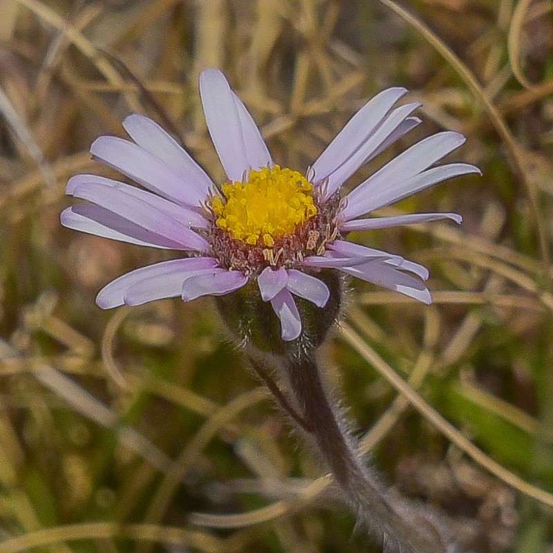 Felicia rosulata photo 2