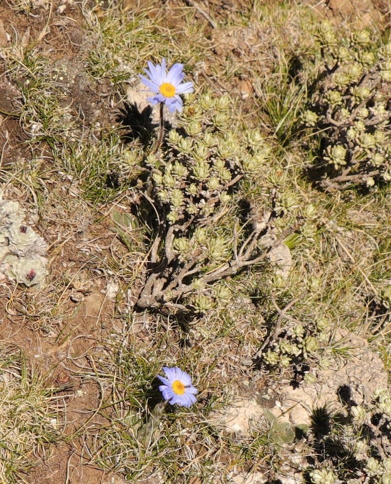 Felicia rosulata photo 3