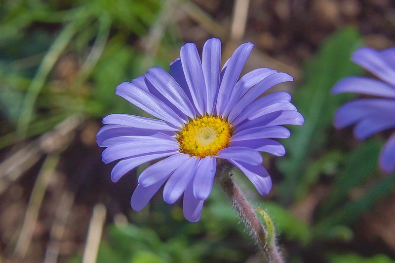 Felicia rosulata photo 4