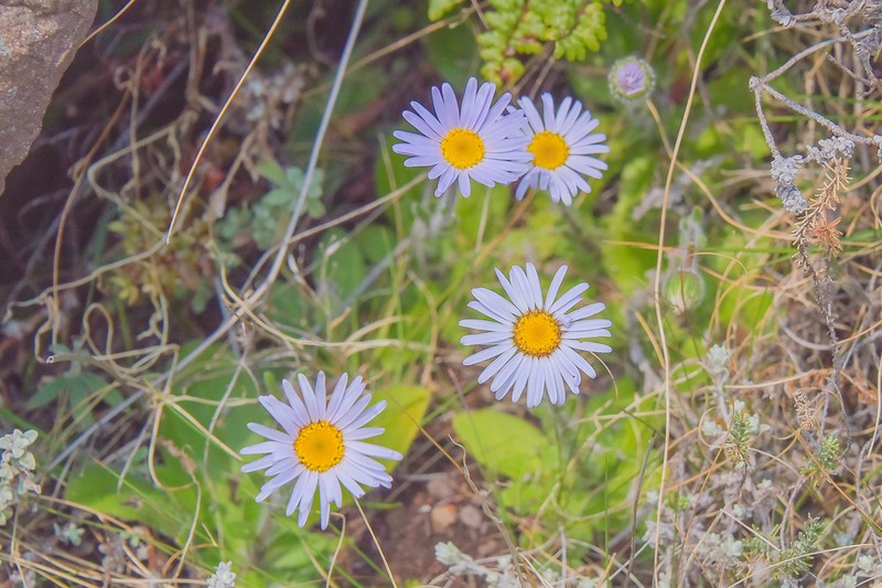 Felicia rosulata photo 5