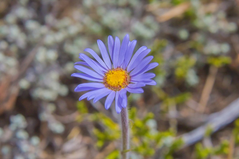 Felicia rosulata photo 6