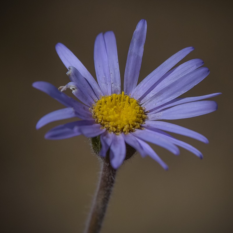 Felicia rosulata photo 7