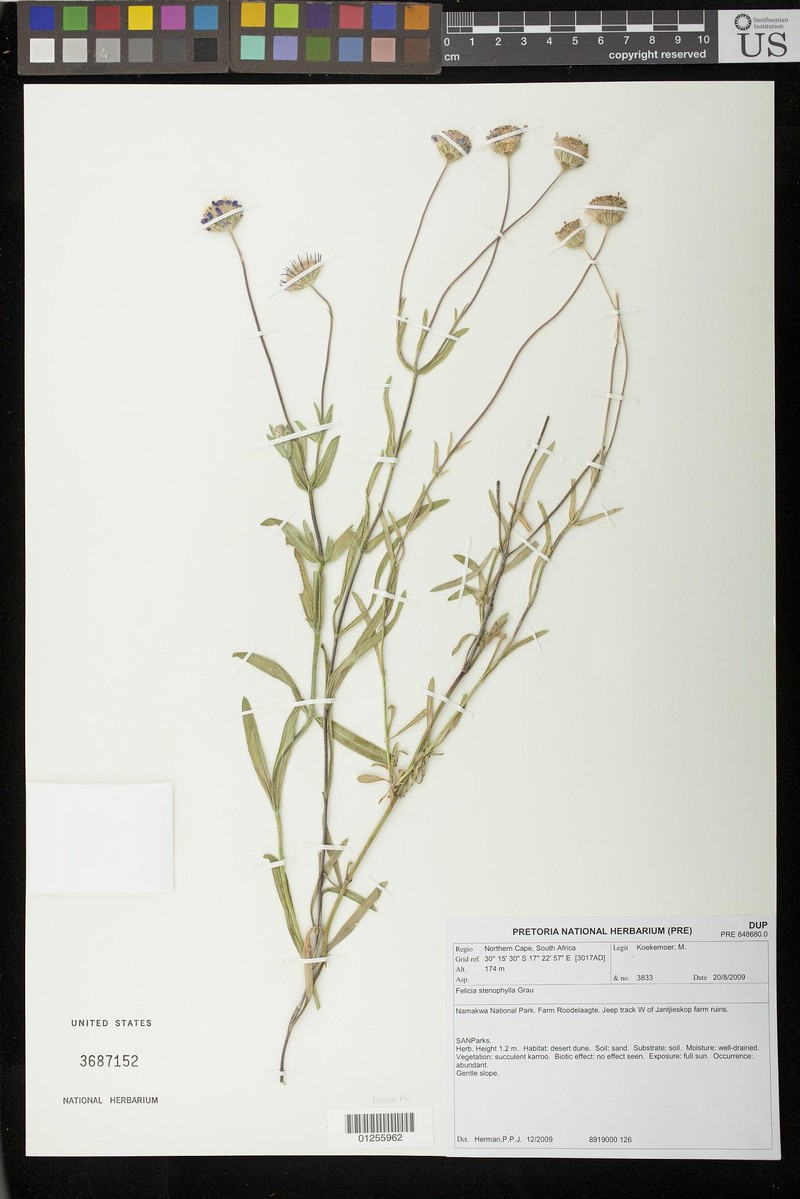Felicia stenophylla
