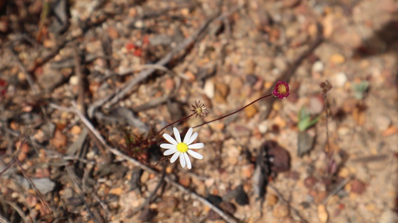 Felicia tenella subsp. cotuloides