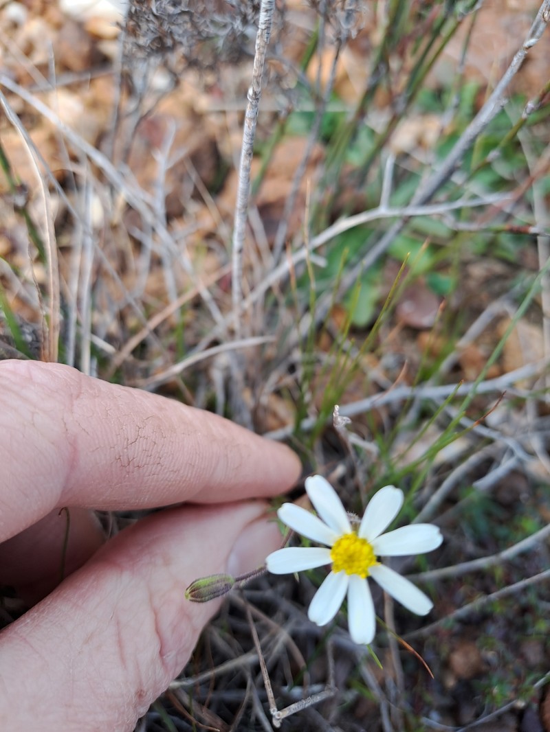 Felicia tenella subsp. cotuloides photo 2