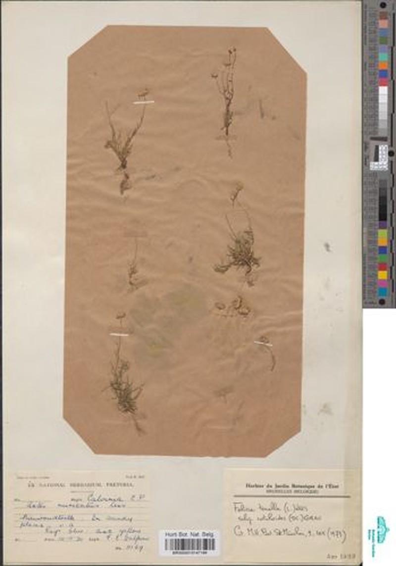 Felicia tenella subsp. cotuloides photo 3