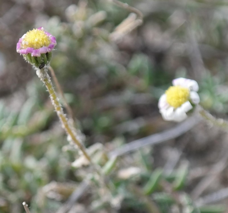 Felicia tenella subsp. longifolia