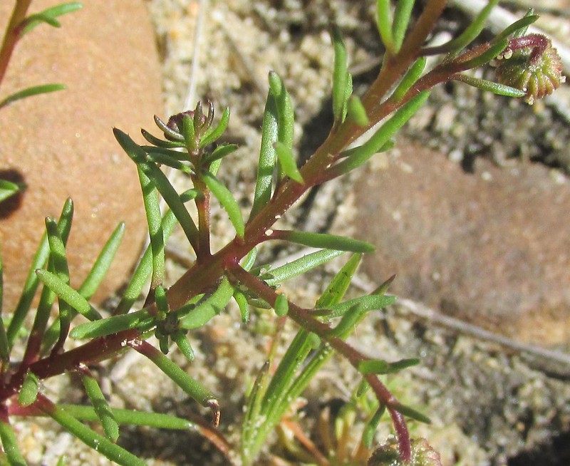 Felicia tenella subsp. pusilla