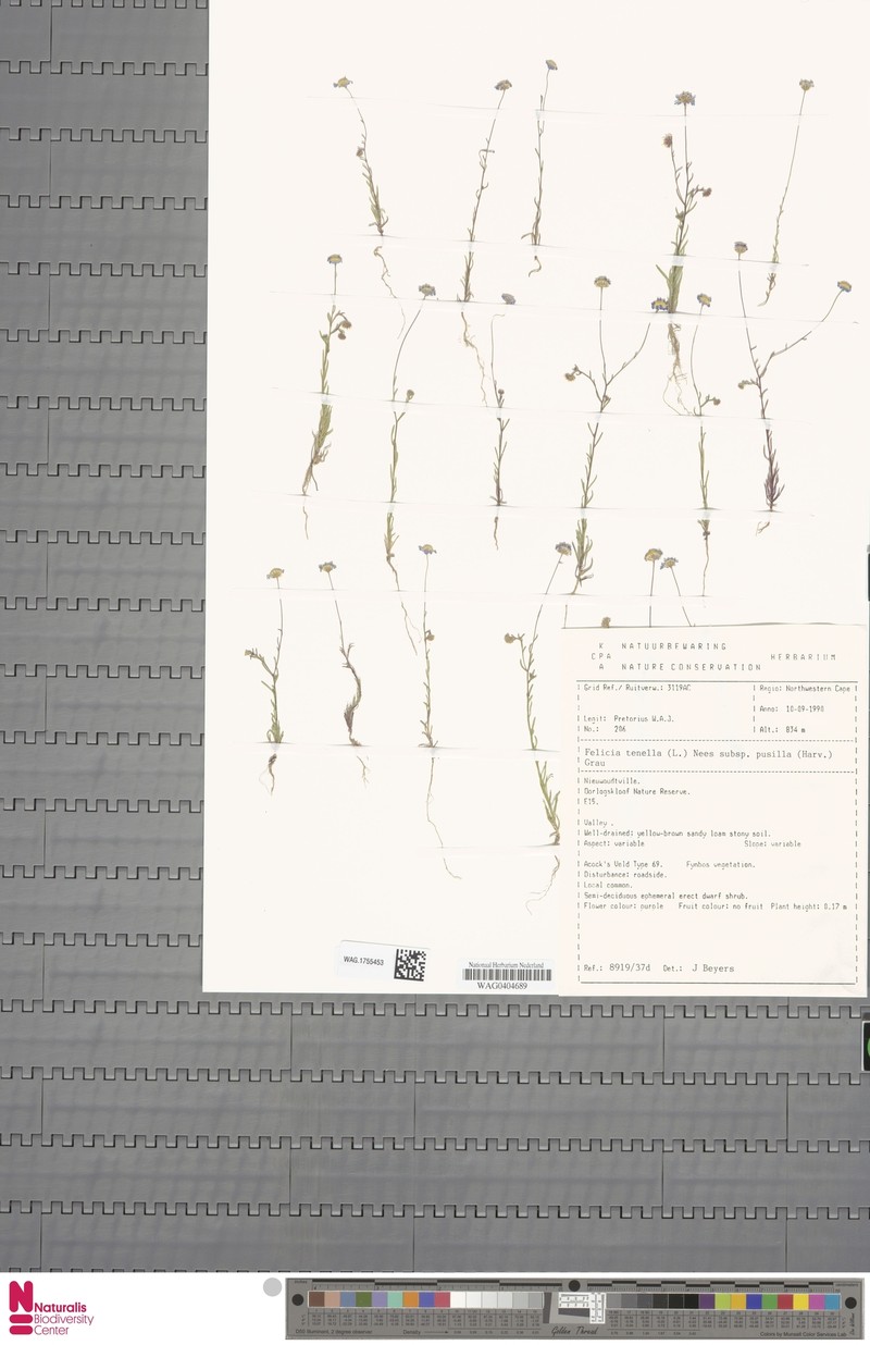 Felicia tenella subsp. pusilla photo 2