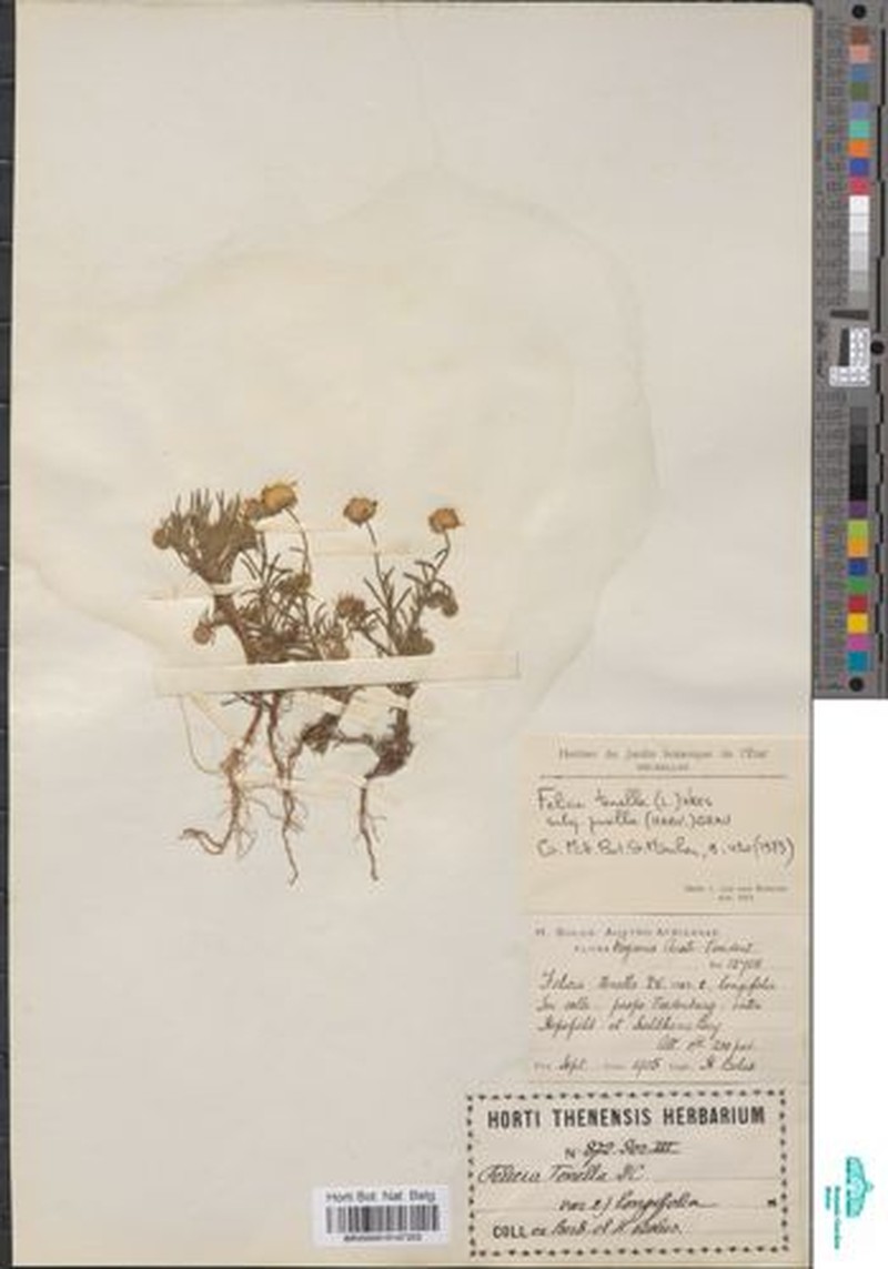 Felicia tenella subsp. pusilla photo 3