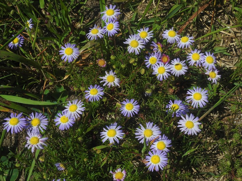 Felicia tenella subsp. tenella