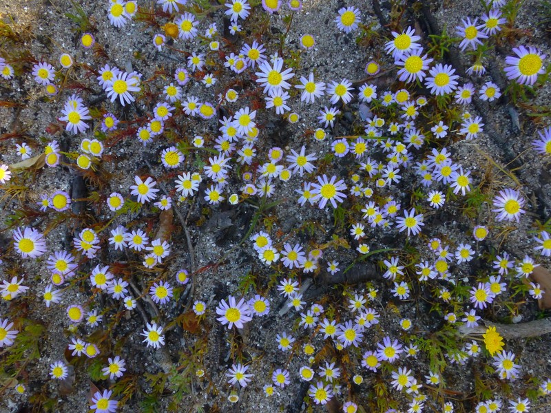 Felicia tenella subsp. tenella photo 2